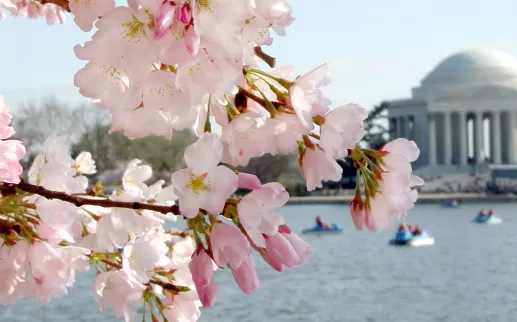 Cherry Blossom bloom
