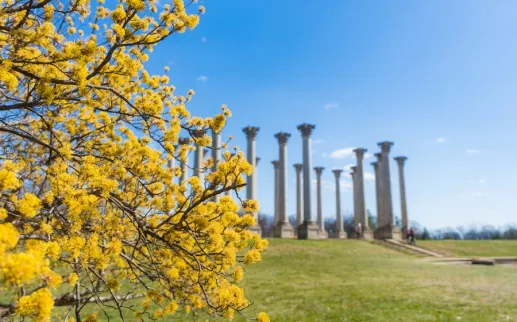 A view of the Capital Columns at the National Arboretum with bright yellow flowers in the foreground. 
