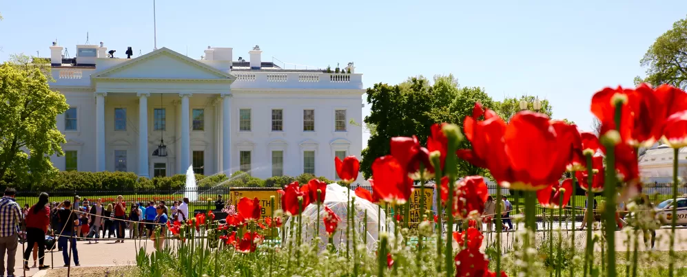 White House with Tulips in Front